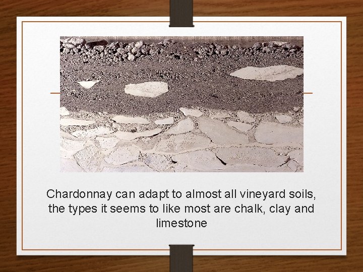 Chardonnay can adapt to almost all vineyard soils, the types it seems to like