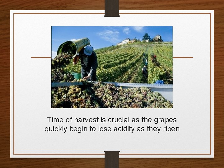 Time of harvest is crucial as the grapes quickly begin to lose acidity as