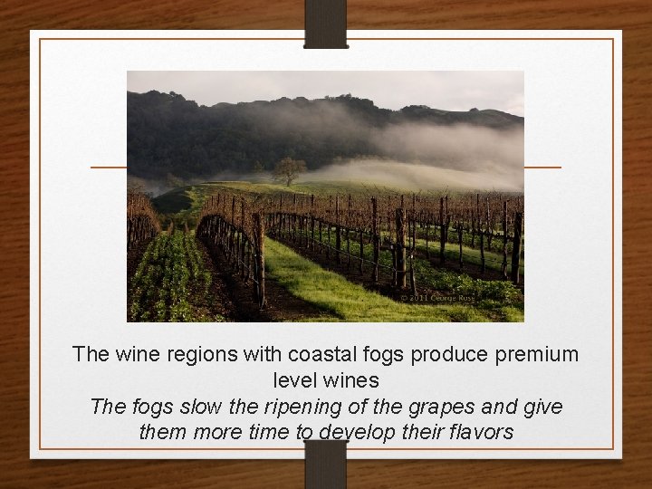 The wine regions with coastal fogs produce premium level wines The fogs slow the