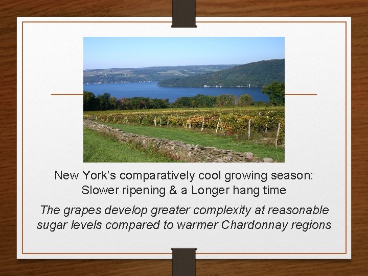 New York’s comparatively cool growing season: Slower ripening & a Longer hang time The