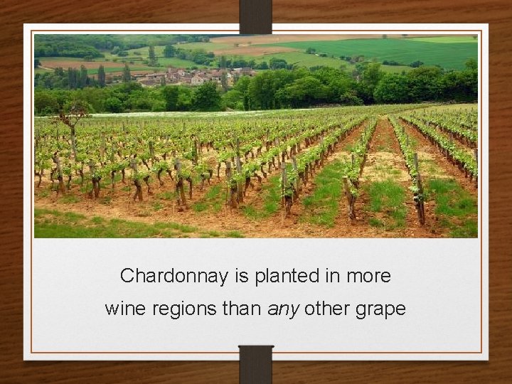 Chardonnay is planted in more wine regions than any other grape 
