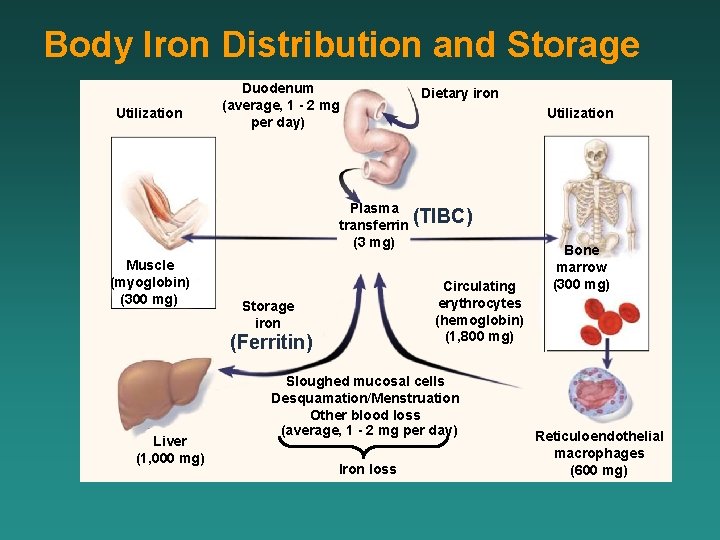 Body Iron Distribution and Storage Utilization Duodenum (average, 1 - 2 mg per day)