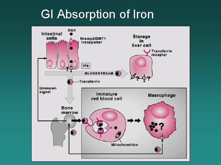 GI Absorption of Iron 