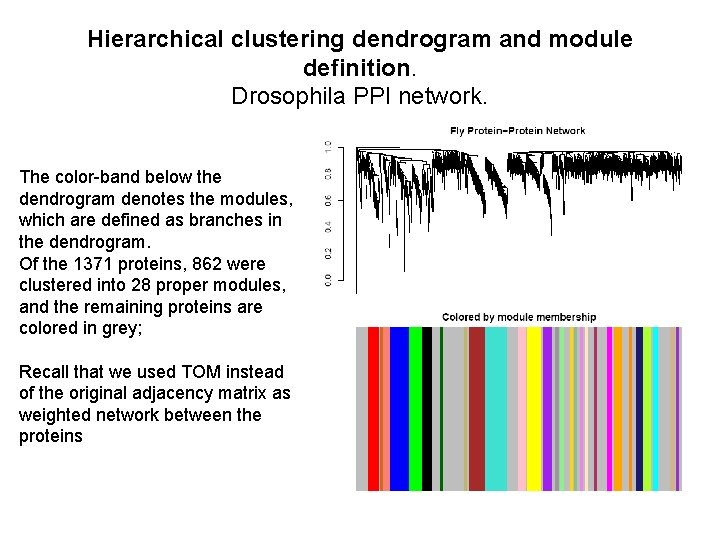 Hierarchical clustering dendrogram and module definition. Drosophila PPI network. The color-band below the dendrogram