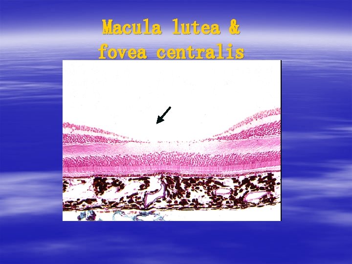 Macula lutea & fovea centralis 