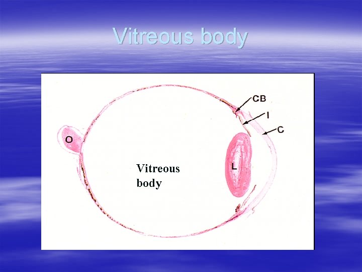 Vitreous body 
