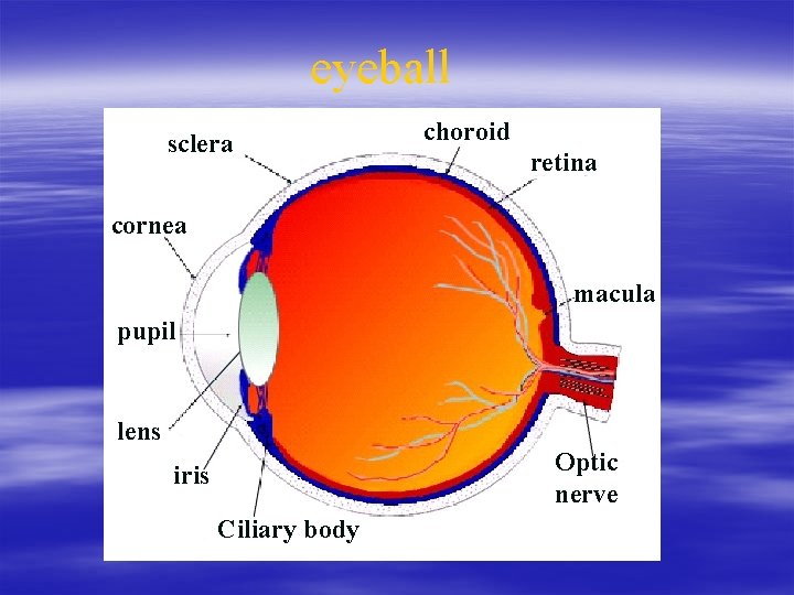 eyeball sclera choroid retina cornea macula pupil lens Optic nerve iris Ciliary body 