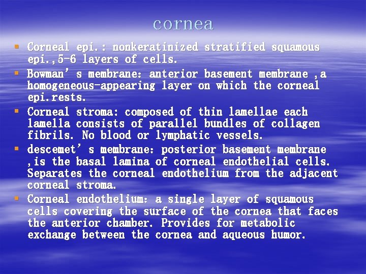 cornea § Corneal epi. : nonkeratinized stratified squamous epi. , 5 -6 layers of