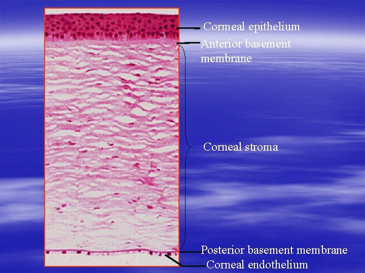 Cormeal epithelium Anterior basement membrane Corneal stroma Posterior basement membrane Corneal endothelium 