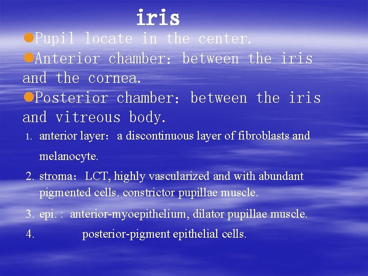 　 iris　　 l. Pupil locate in the center. l. Anterior chamber：between the iris and