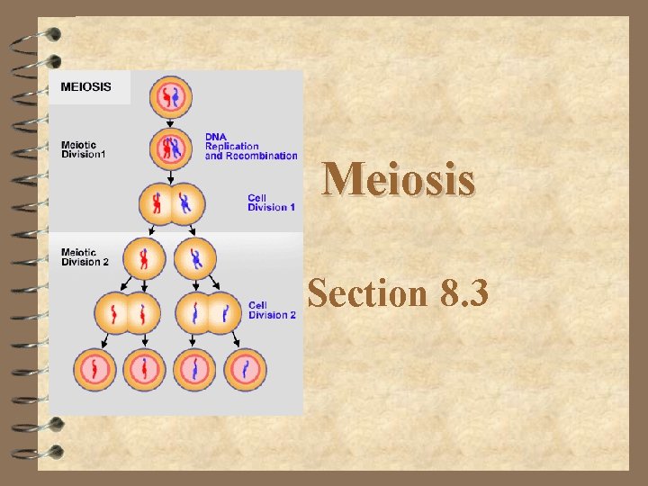 Meiosis Section 8. 3 