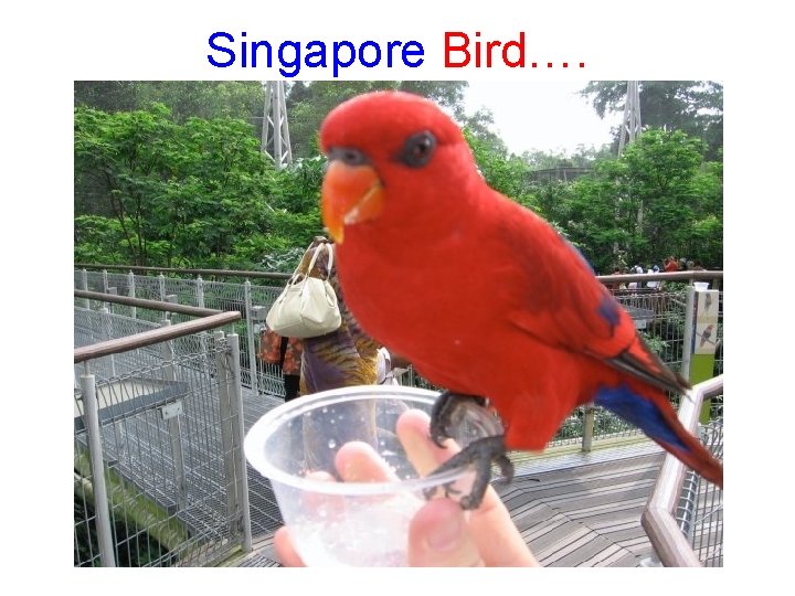 Singapore Bird…. 