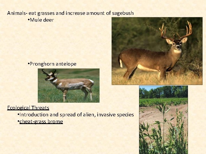 Animals- eat grasses and increase amount of sagebush • Mule deer • Pronghorn antelope