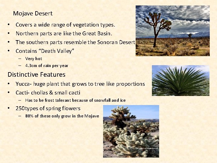 Mojave Desert • • Covers a wide range of vegetation types. Northern parts are