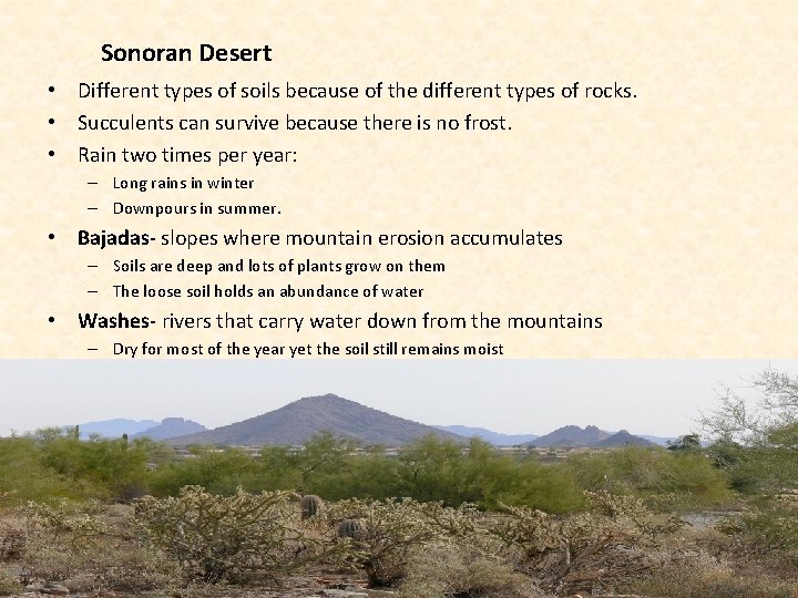 Sonoran Desert • Different types of soils because of the different types of rocks.