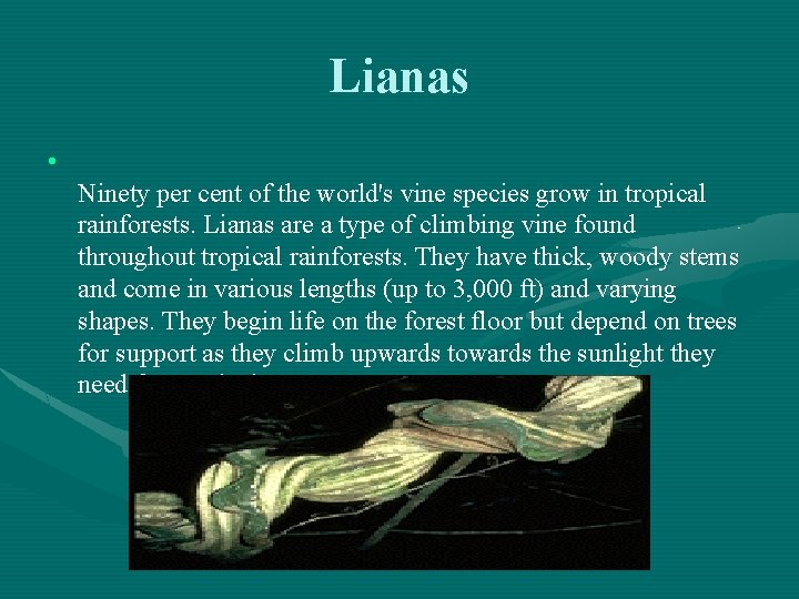 Lianas • Ninety per cent of the world's vine species grow in tropical rainforests.