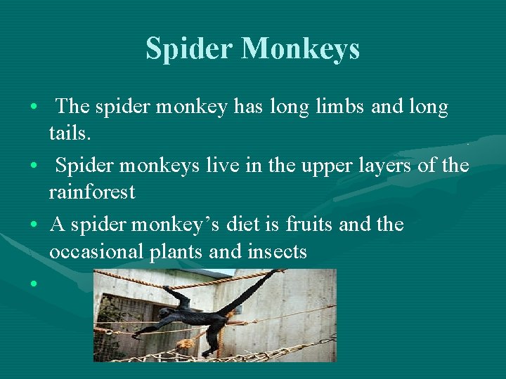 Spider Monkeys • The spider monkey has long limbs and long tails. • Spider