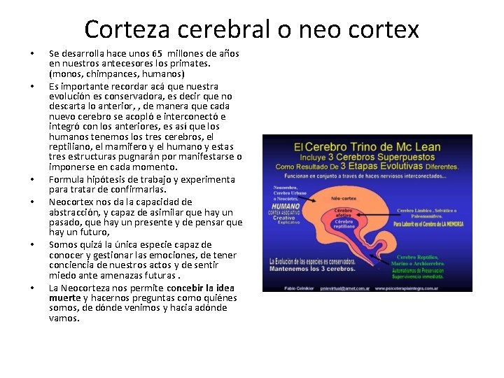 Corteza cerebral o neo cortex • • • Se desarrolla hace unos 65 millones