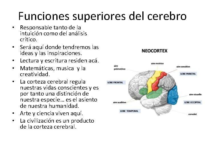 Funciones superiores del cerebro • Responsable tanto de la intuición como del análisis crítico.