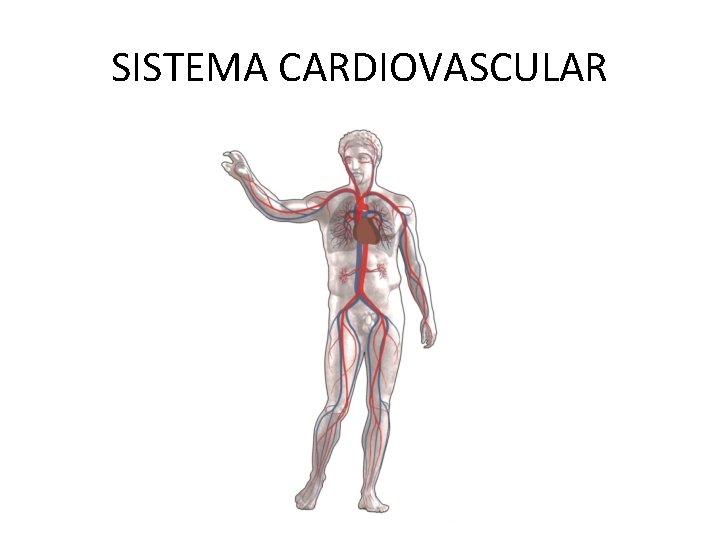 SISTEMA CARDIOVASCULAR 