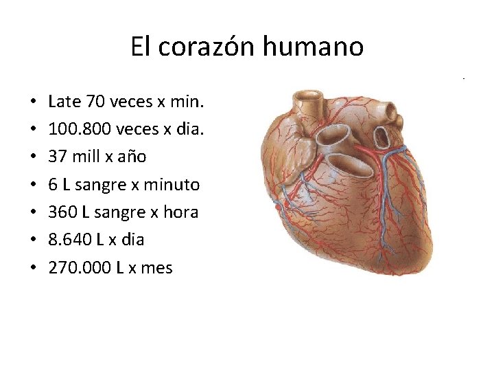 El corazón humano • • Late 70 veces x min. 100. 800 veces x