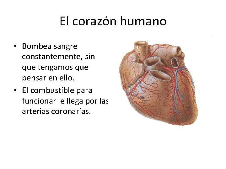 El corazón humano • Bombea sangre constantemente, sin que tengamos que pensar en ello.