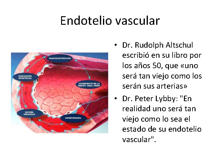 Endotelio vascular • Dr. Rudolph Altschul escribió en su libro por los años 50,