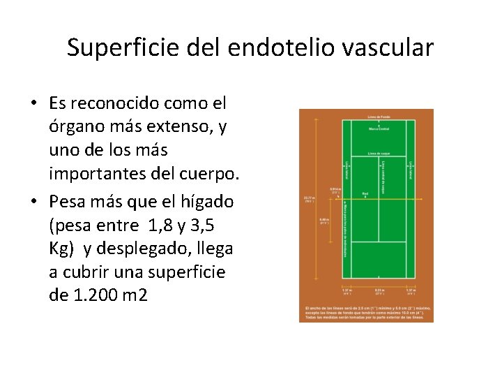 Superficie del endotelio vascular • Es reconocido como el órgano más extenso, y uno