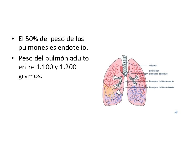  • El 50% del peso de los pulmones es endotelio. • Peso del