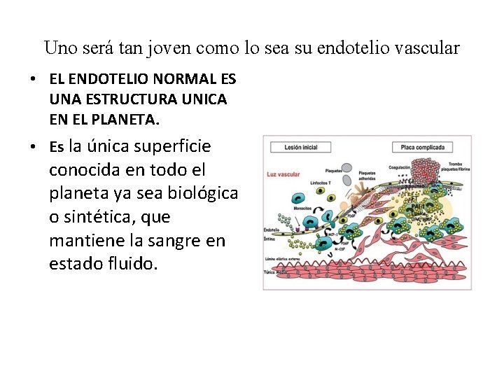 Uno será tan joven como lo sea su endotelio vascular • EL ENDOTELIO NORMAL