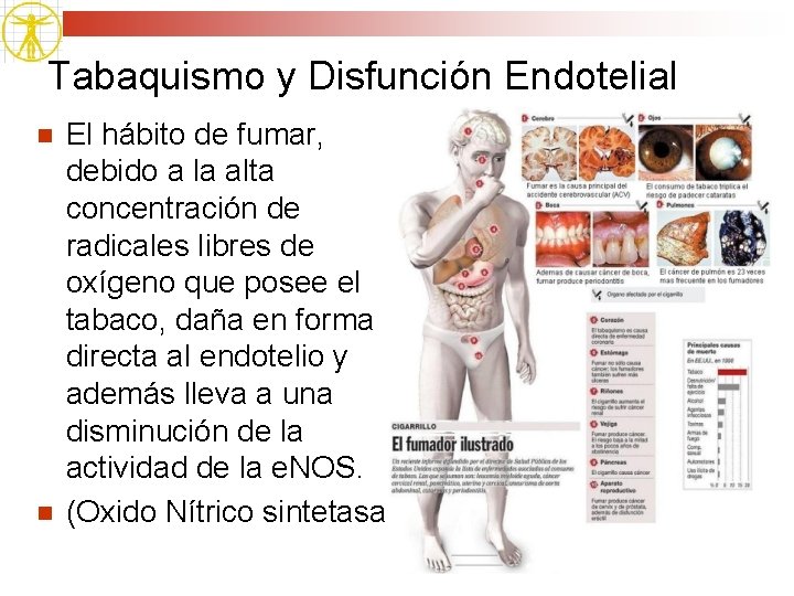Tabaquismo y Disfunción Endotelial n n El hábito de fumar, debido a la alta