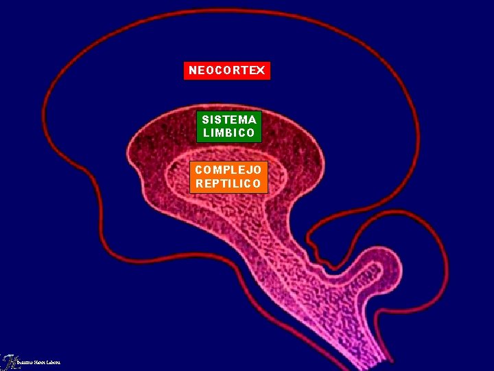 NEOCORTEX SISTEMA LIMBICO COMPLEJO REPTILICO Instituto Henri Laborit 