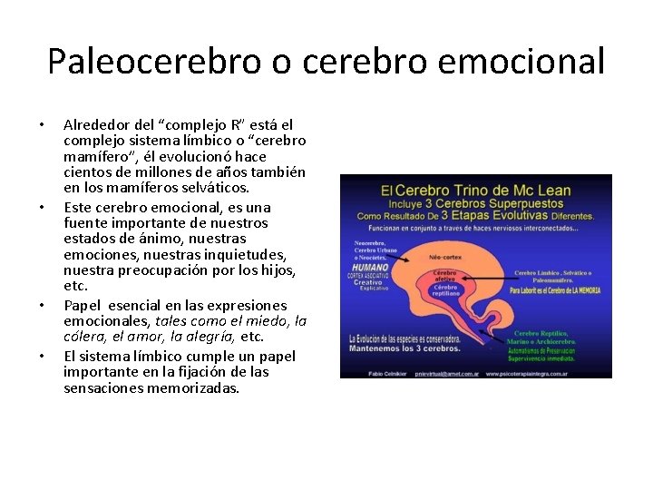 Paleocerebro o cerebro emocional • • Alrededor del “complejo R” está el complejo sistema
