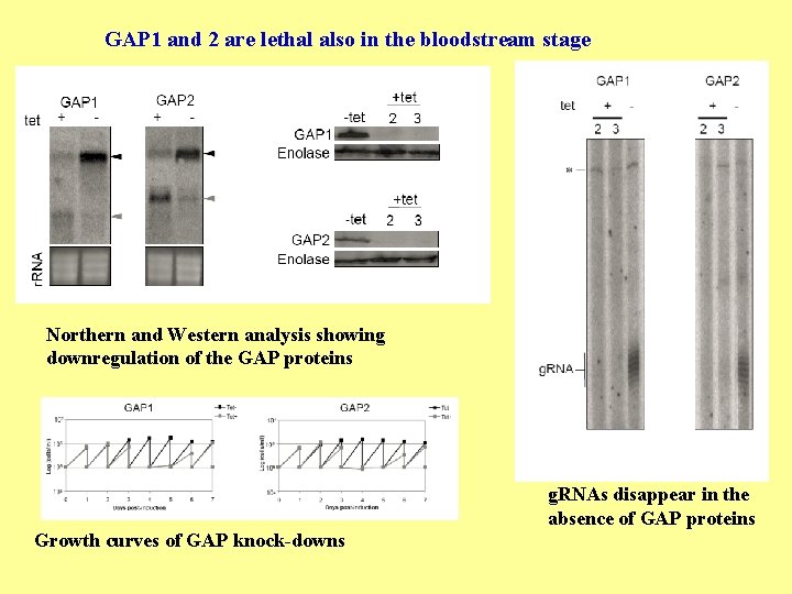 GAP 1 and 2 are lethal also in the bloodstream stage Northern and Western
