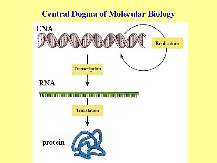 Central Dogma of Molecular Biology 