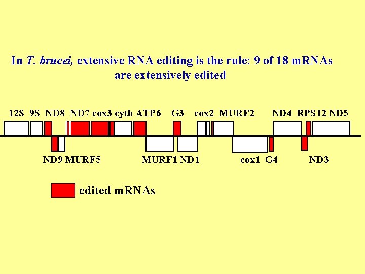 In T. brucei, extensive RNA editing is the rule: 9 of 18 m. RNAs