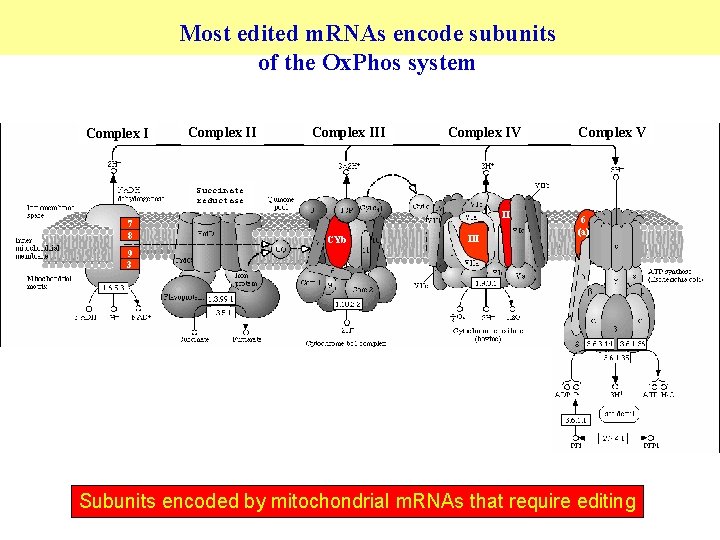 Most edited m. RNAs encode subunits of the Ox. Phos system Complex III Complex
