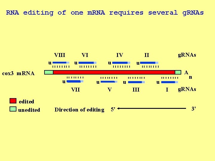 RNA editing of one m. RNA requires several g. RNAs VIII u VI IV