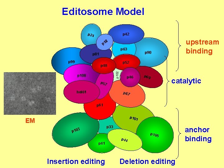 Editosome Model p 24 p 42 upstream binding 8 p 1 p 63 p