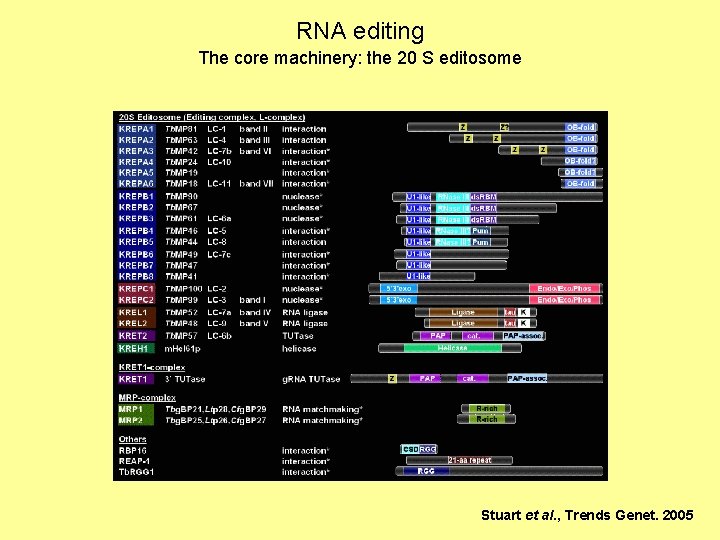 RNA editing The core machinery: the 20 S editosome Stuart et al. , Trends