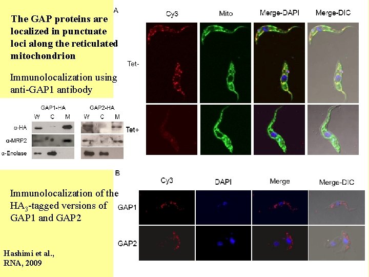 The GAP proteins are localized in punctuate loci along the reticulated mitochondrion Immunolocalization using