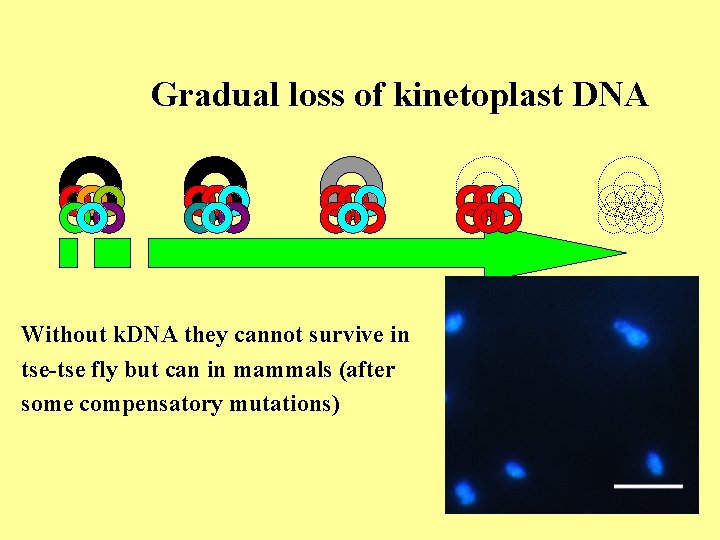 Gradual loss of kinetoplast DNA Without k. DNA they cannot survive in tse-tse fly