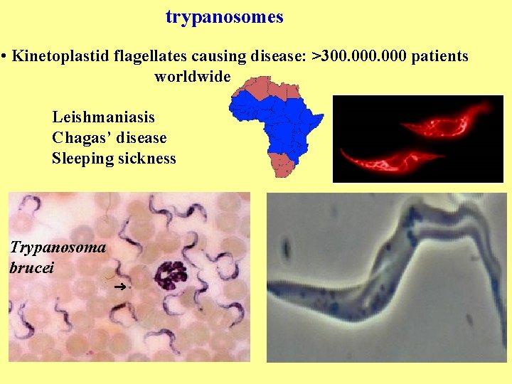 trypanosomes • Kinetoplastid flagellates causing disease: >300. 000 patients worldwide Leishmaniasis Chagas’ disease Sleeping