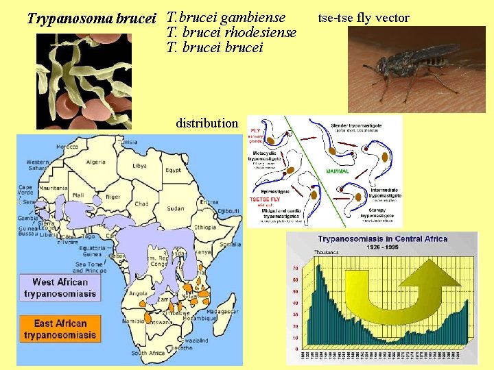 Trypanosoma brucei T. brucei gambiense T. brucei rhodesiense T. brucei tse-tse fly vector distribution