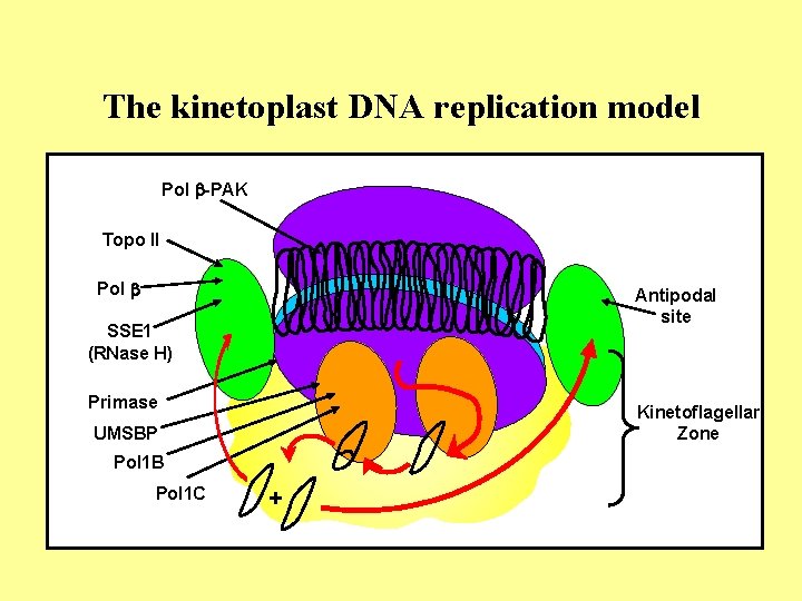 The kinetoplast DNA replication model Pol b-PAK Topo II Pol b Antipodal site SSE