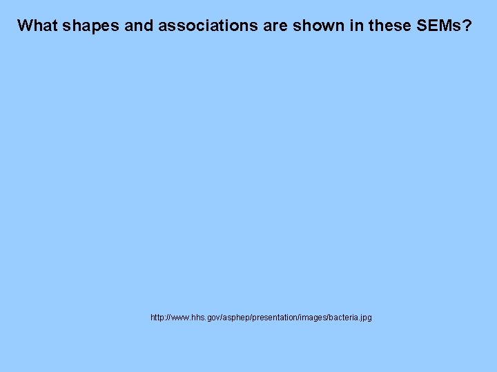 What shapes and associations are shown in these SEMs? http: //www. hhs. gov/asphep/presentation/images/bacteria. jpg