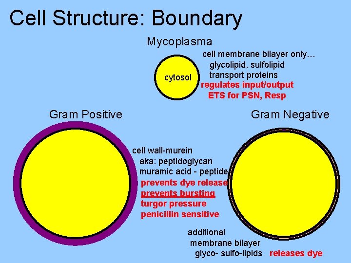 Cell Structure: Boundary Mycoplasma cytosol cell membrane bilayer only… glycolipid, sulfolipid transport proteins regulates