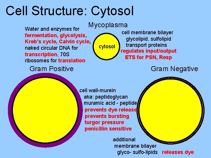 Cell Structure: Cytosol Mycoplasma Water and enzymes for fermentation, glycolysis, Kreb’s cycle, Calvin cycle,