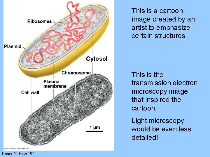 This is a cartoon image created by an artist to emphasize certain structures. Cytosol
