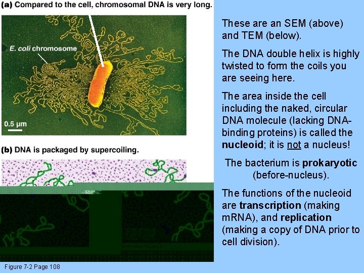 These are an SEM (above) and TEM (below). The DNA double helix is highly